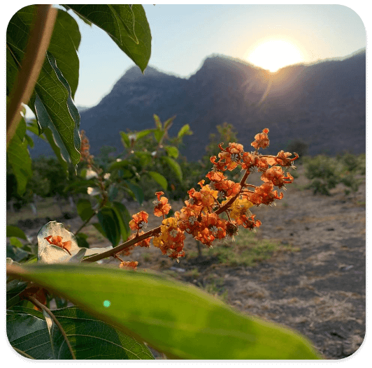 Floración del nanche con atardecer en las montañas de Michoacán. Origen del cultivo orgánico King Chars.