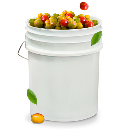 Cubeta de mayoreo con Nanches y Ciruelas Jobo en conserva. Fruta exótica King Chars para procesamiento.