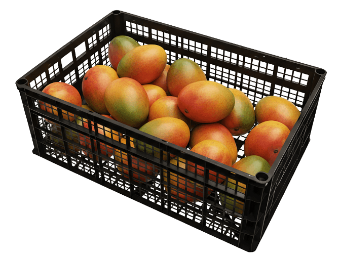 Caja de plástico repleta de mangos maduros de King Chars. Mango para mayoreo y exportación certificado.