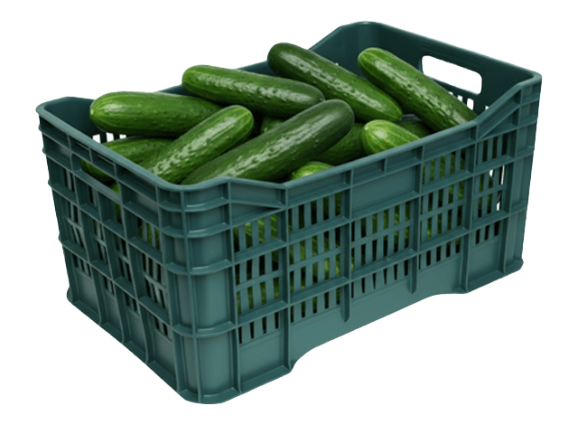 Caja de plástico llena de pepinos frescos y verdes de King Chars. Producto listo para mayoreo y exportación.